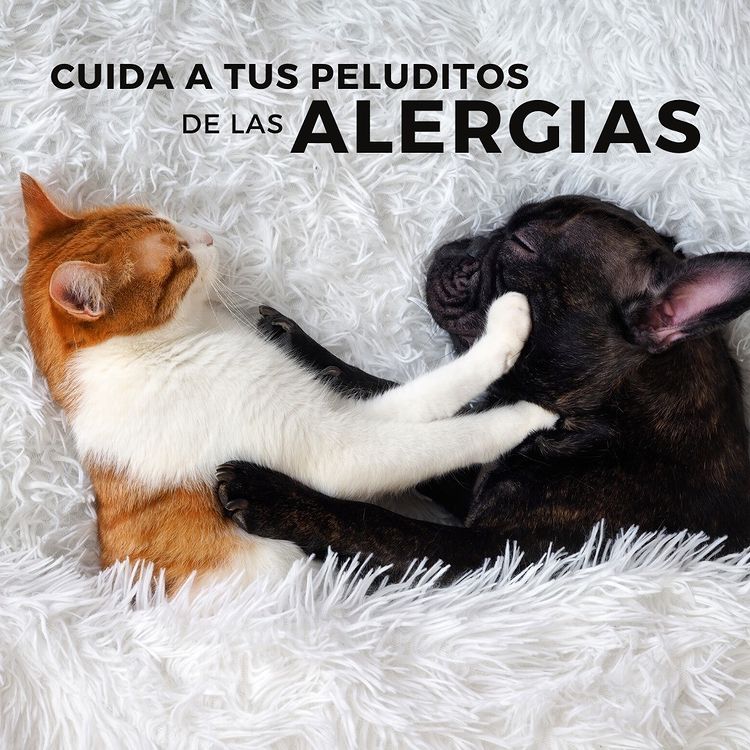 cuida a tu peluditos